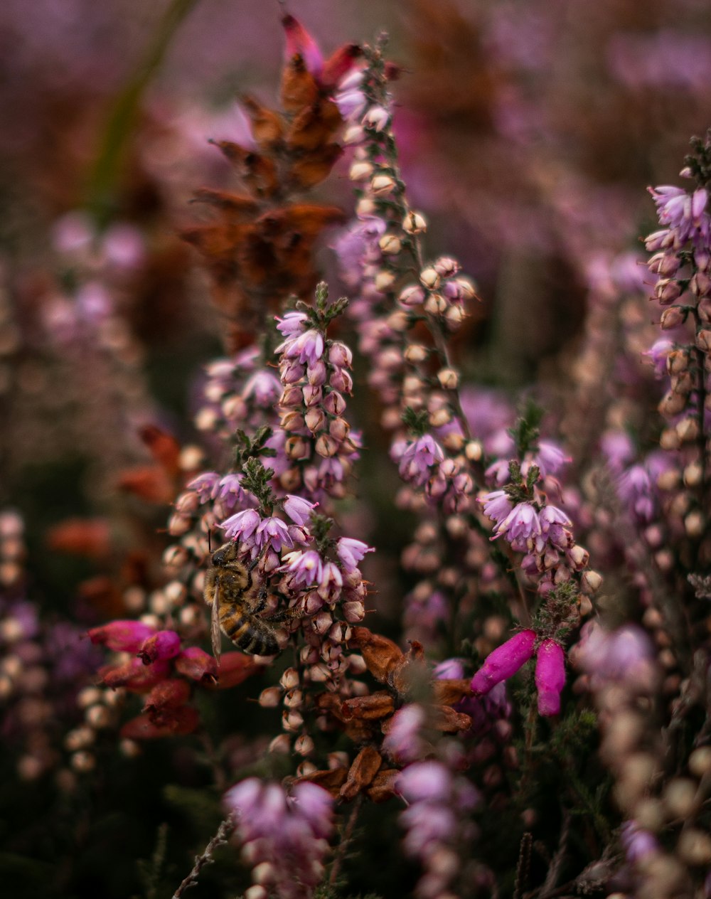 purple flowers in tilt shift lens