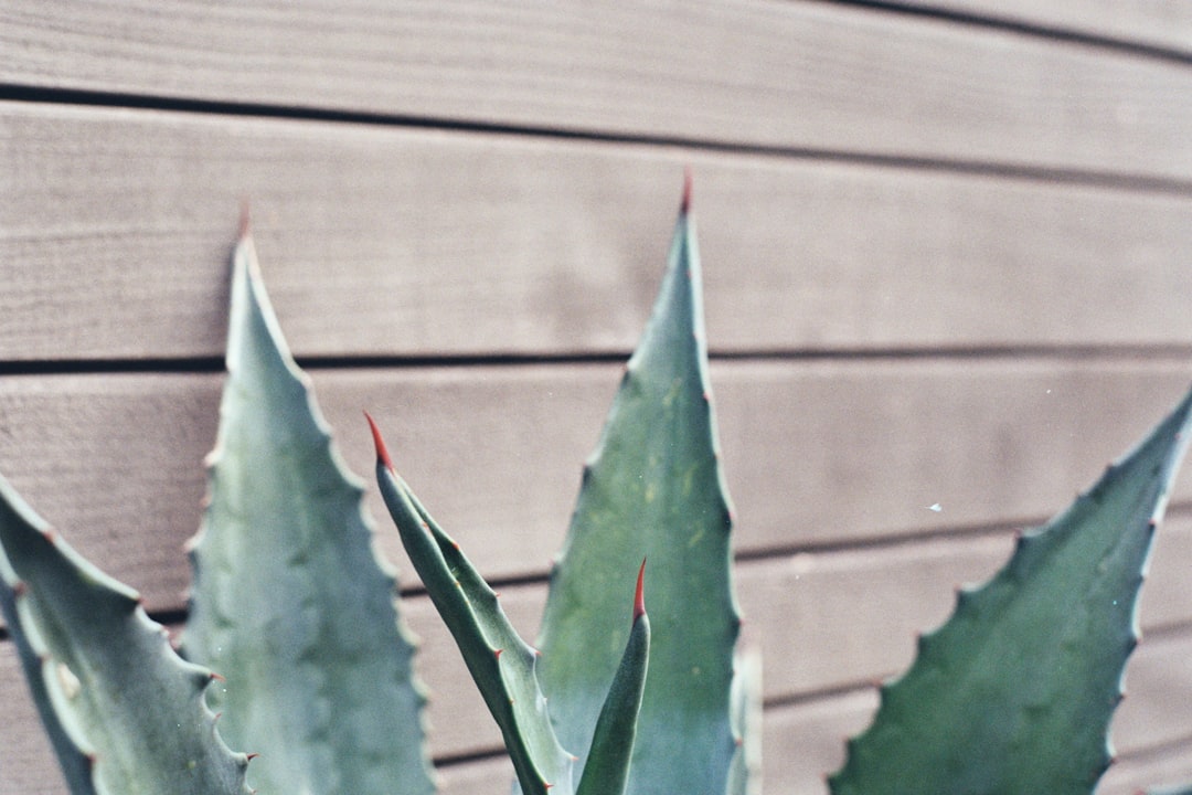 green leaf plant near brown wooden wall