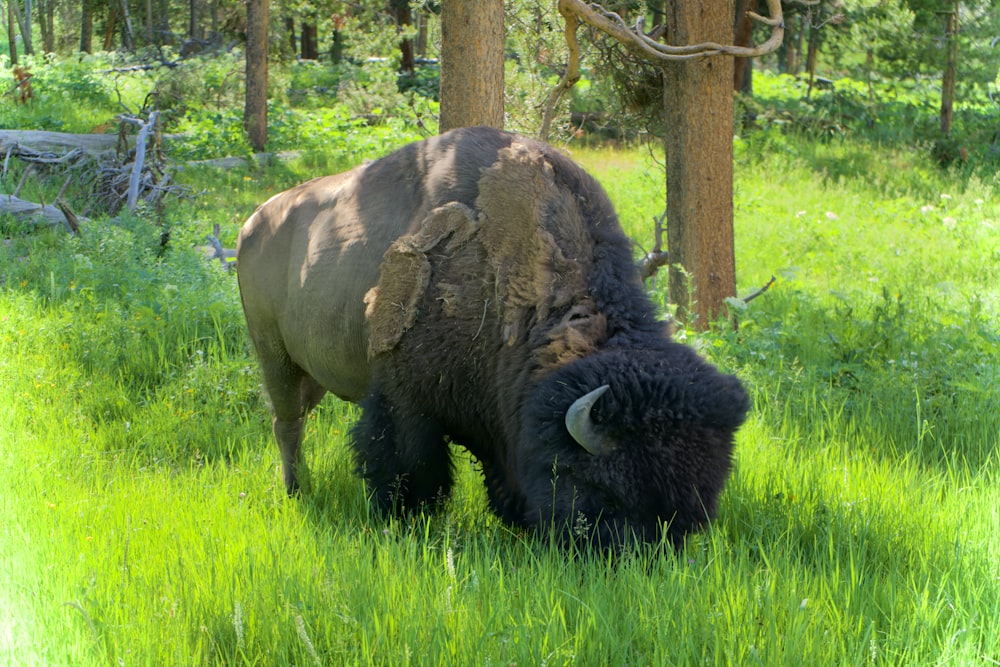 black bison on green grass field during daytime