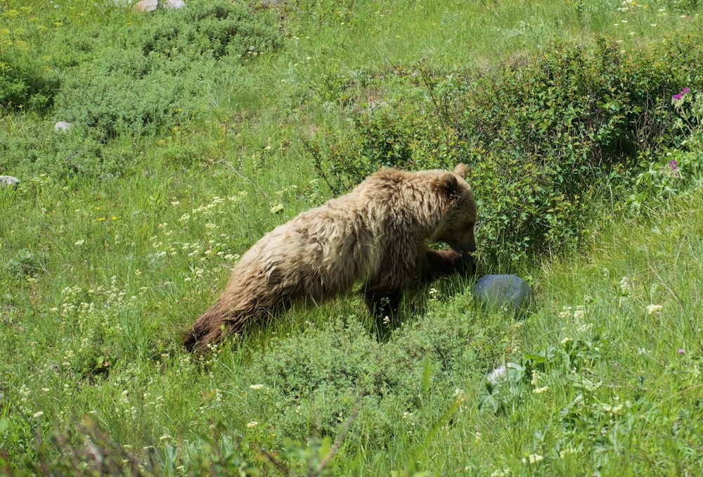 brown bear on green grass field during daytime