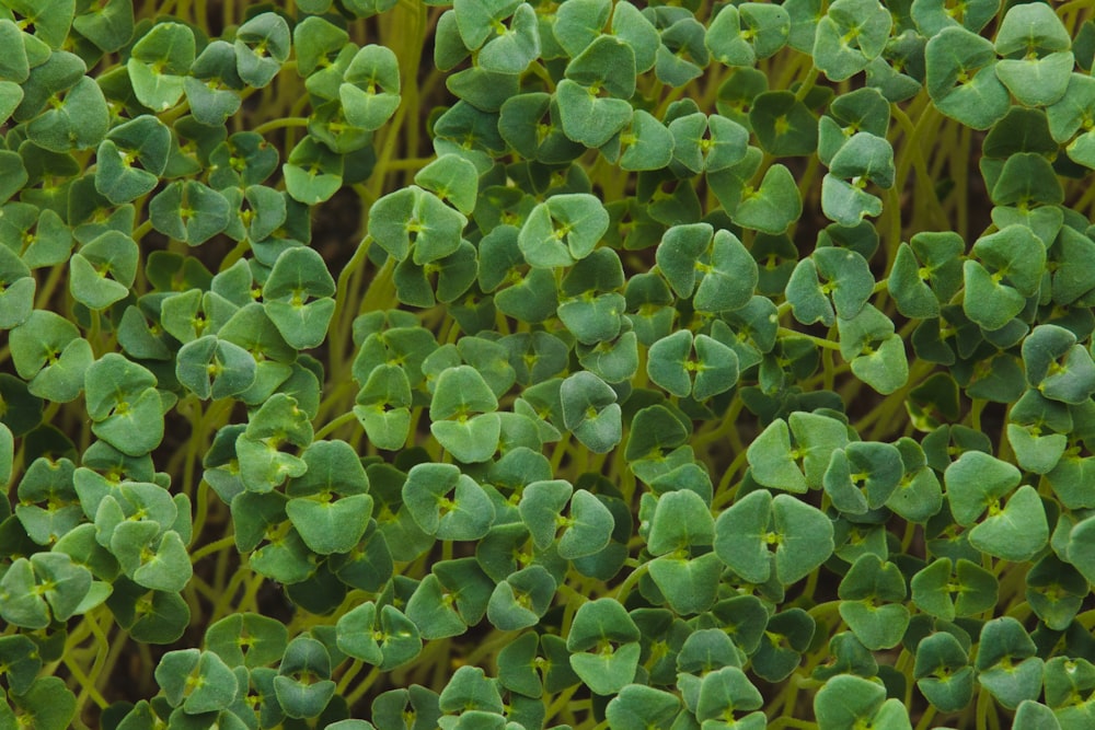 green leaves plant during daytime