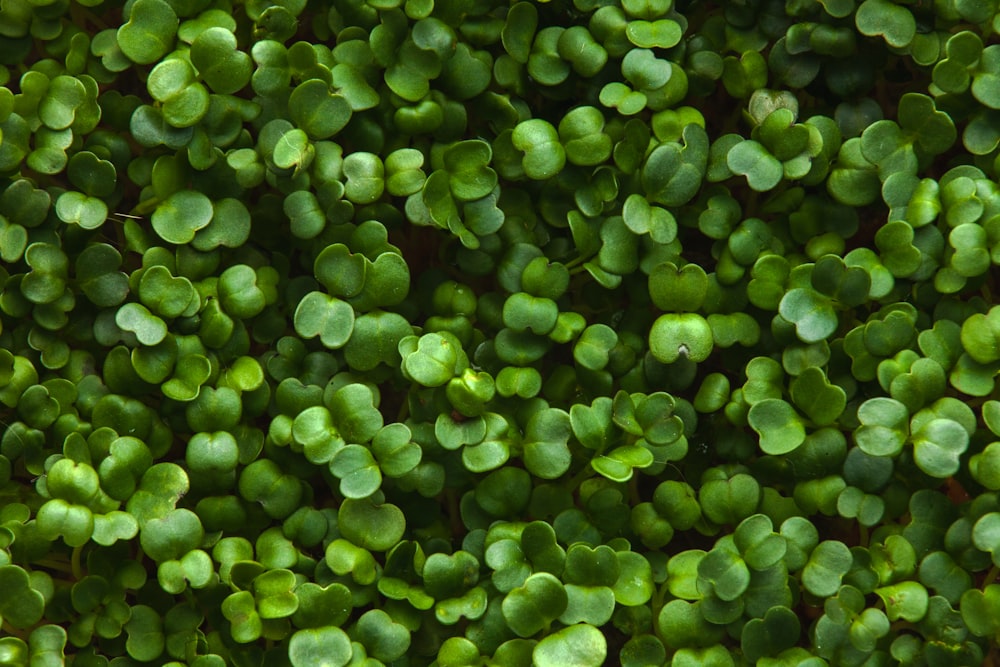 green leaves on brown soil