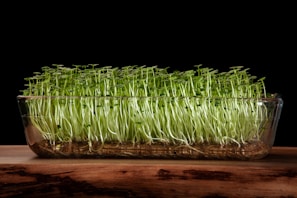 A glass container filled with dense, vibrant green sprouts resting on a wooden surface, set against a stark black background. The sprouts are tall and thin, with delicate leaves on top, creating a lush, textured appearance.