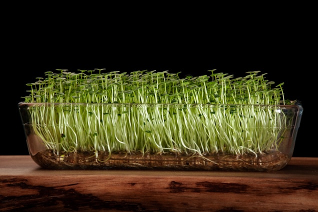 A glass container filled with dense, vibrant green sprouts resting on a wooden surface, set against a stark black background. The sprouts are tall and thin, with delicate leaves on top, creating a lush, textured appearance.