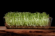 A glass container filled with dense, vibrant green sprouts resting on a wooden surface, set against a stark black background. The sprouts are tall and thin, with delicate leaves on top, creating a lush, textured appearance.