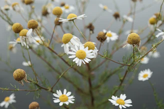 Close-up of chamomile flowers and olive leaves softly lit by golden-hour sunlight.