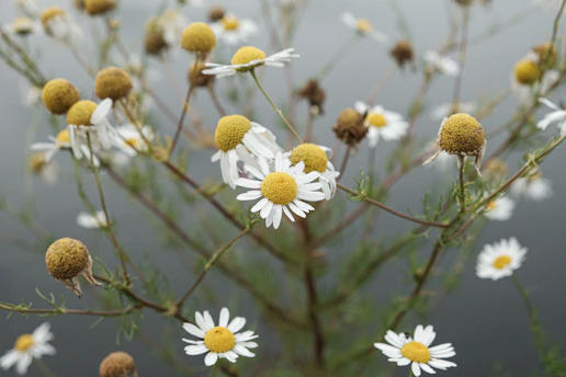 A close-up of delicate chamomile flowers bathed in soft natural light, resting on a warm beige travertine surface.