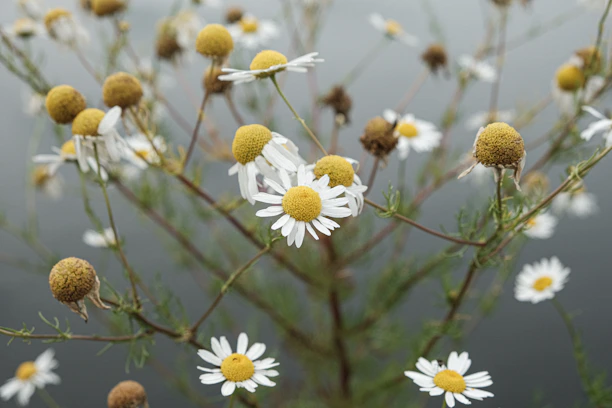 Close-up of chamomile flowers and olive leaves softly lit by golden-hour sunlight.