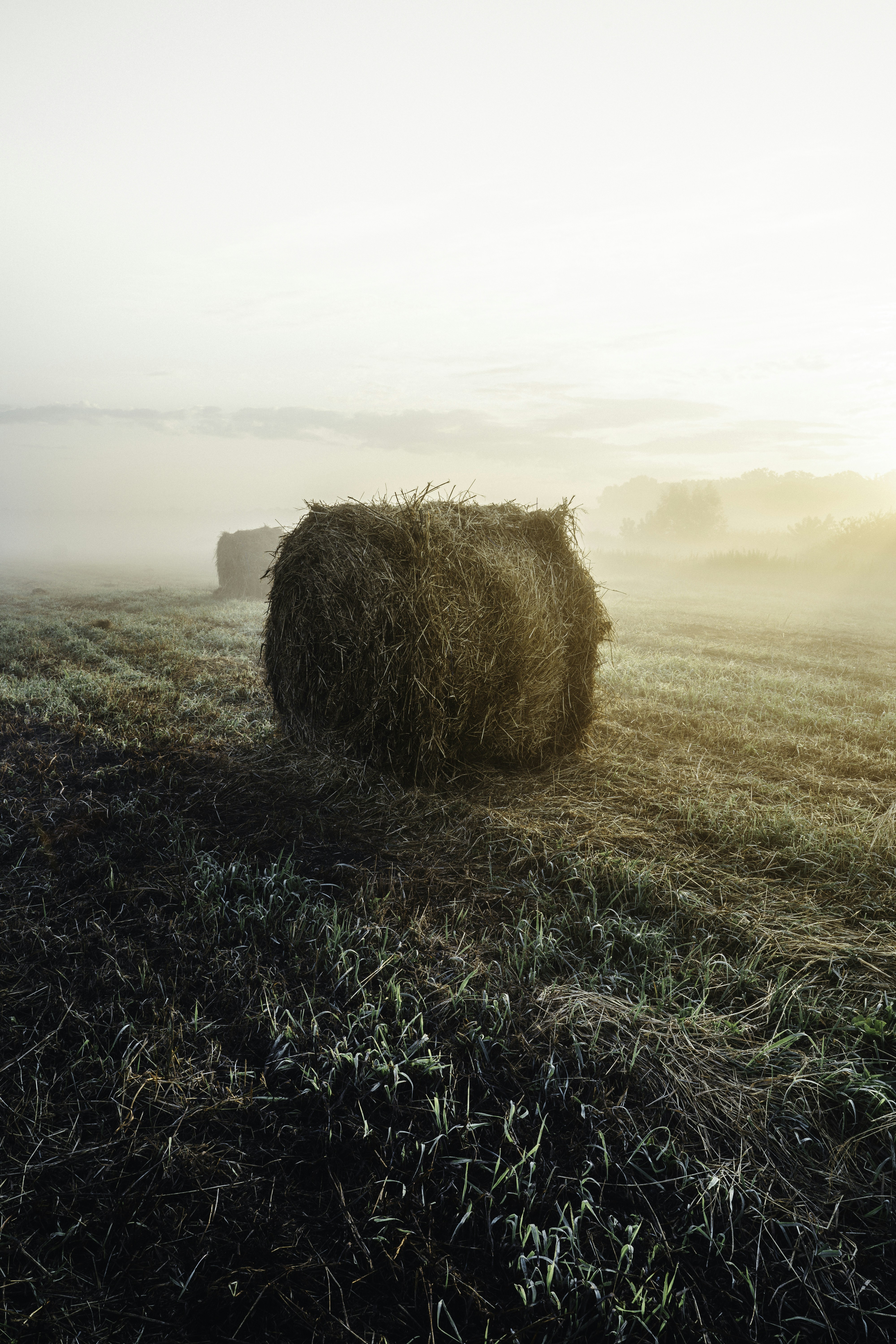 Photo by maksym_tymchyk