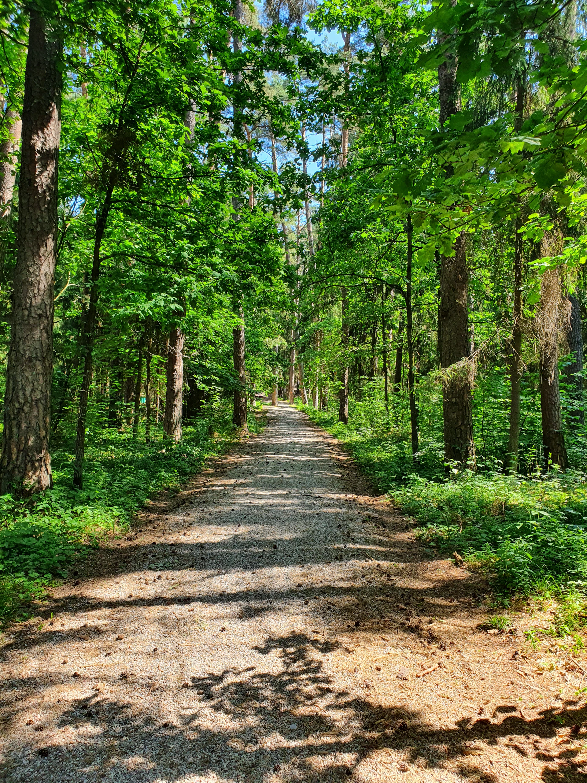 green trees on brown soil