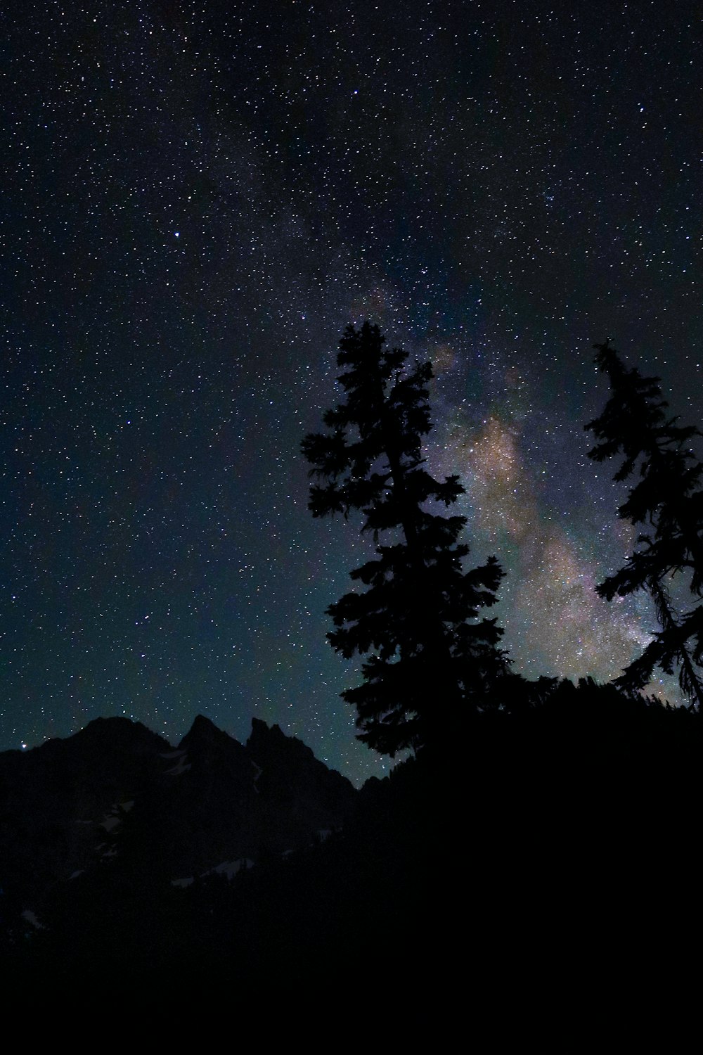 silhouette of trees during night time