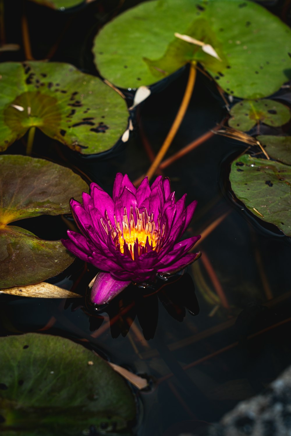 purple lotus flower on water