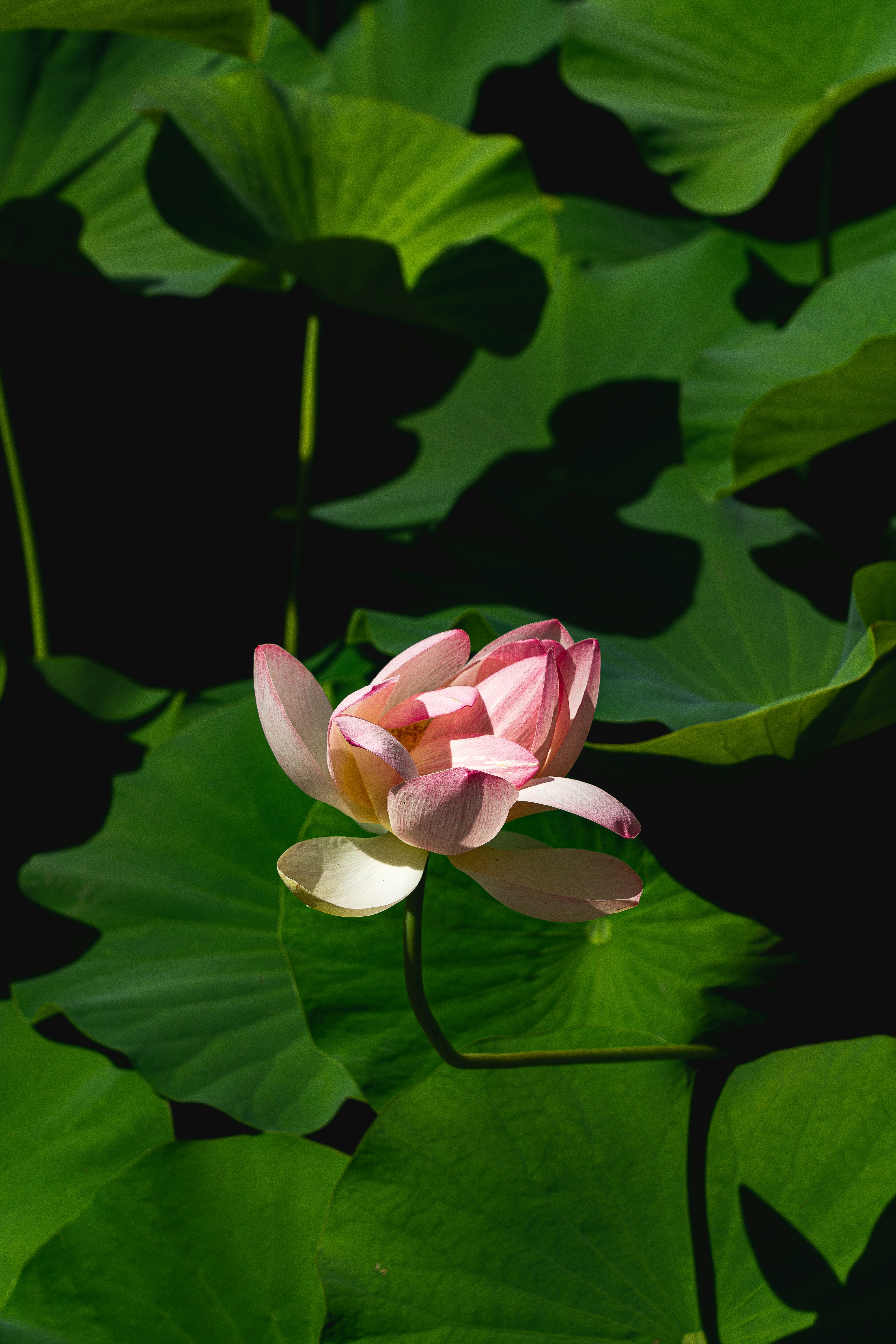 핑크 연꽃 피는 꽃