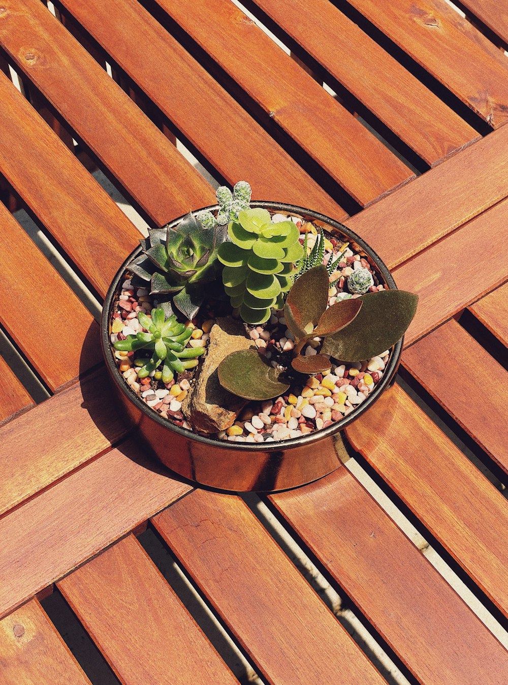 grüne Sukkulentenpflanze auf braunem Holztisch
