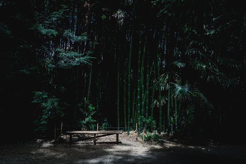 brown wooden bench surrounded by green bamboo trees