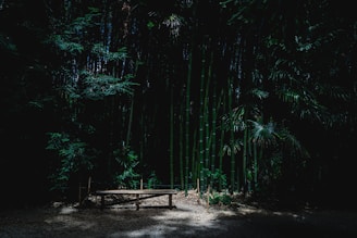 brown wooden bench surrounded by green bamboo trees