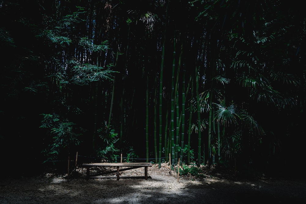 braune Holzbank umgeben von grünen Bambusbäumen