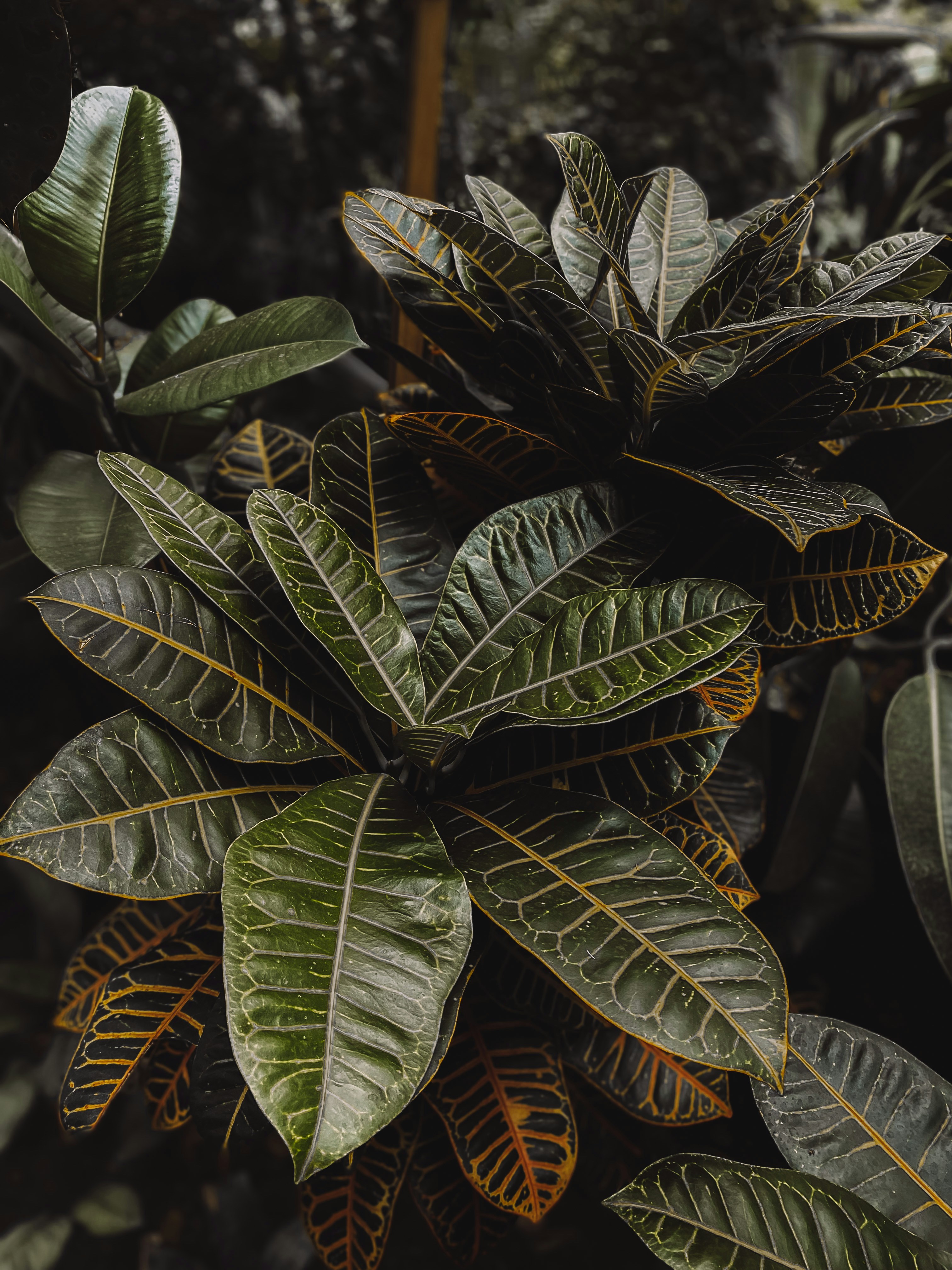 green and yellow leaves during daytime
