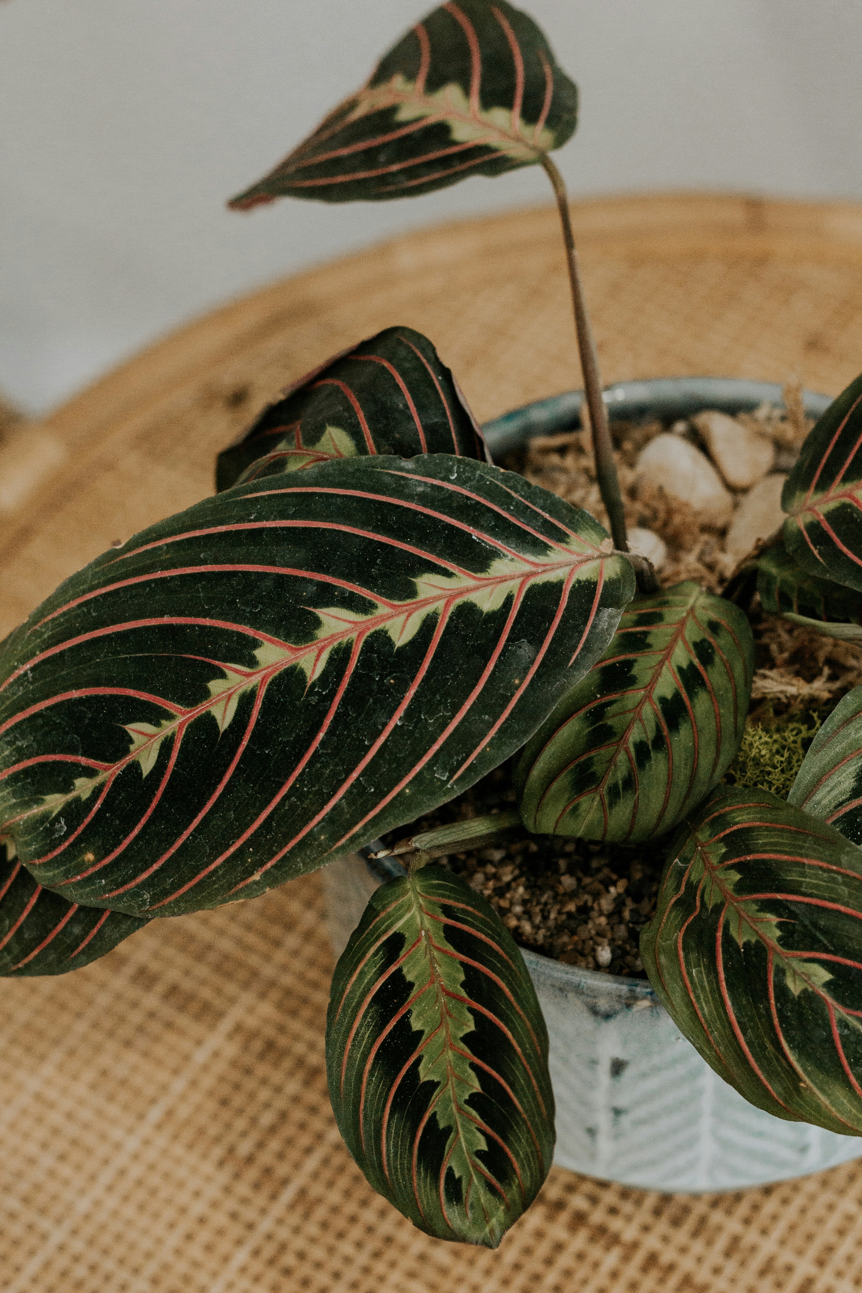 red prayer plant