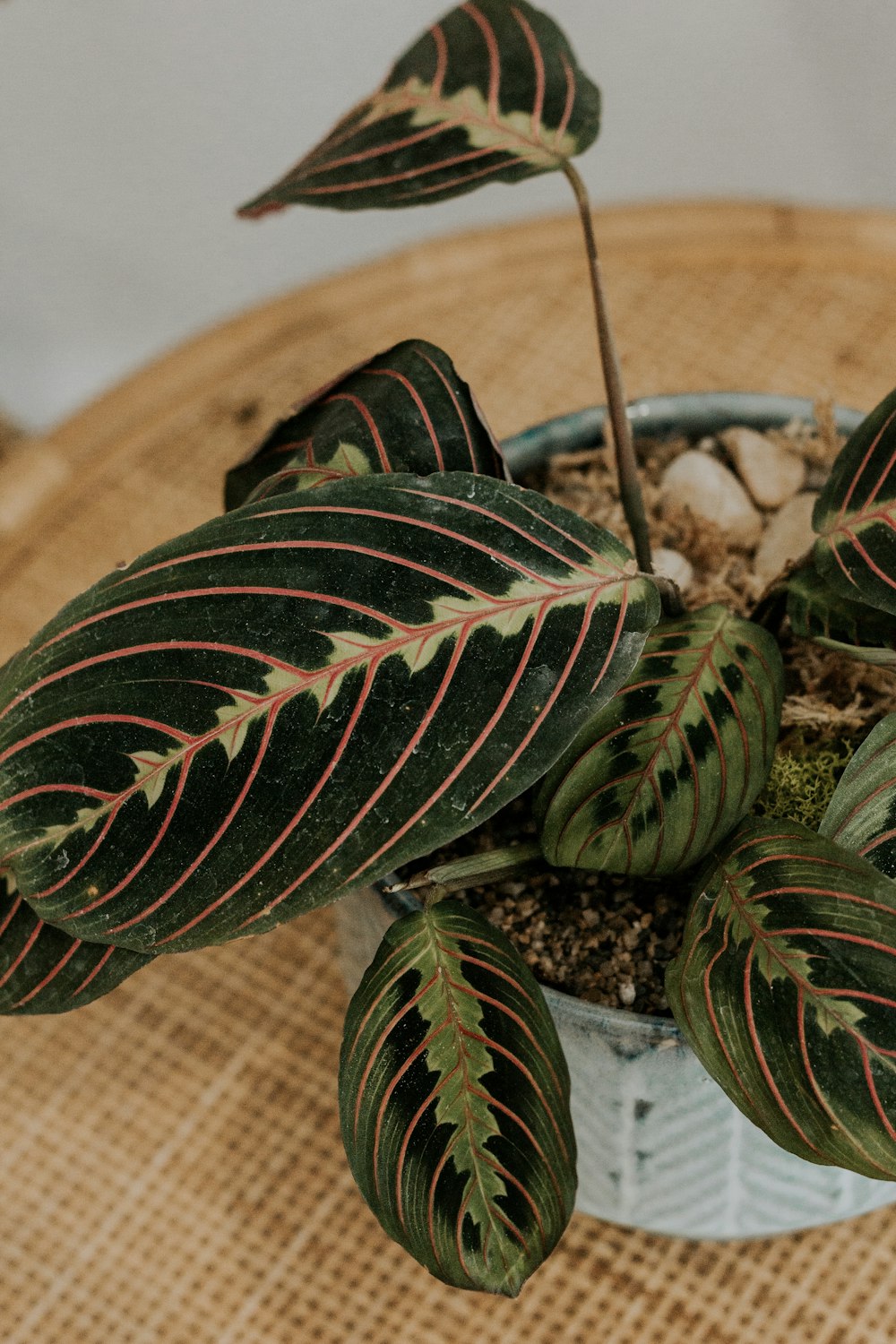 plante verte et brune dans un pot en argile brune