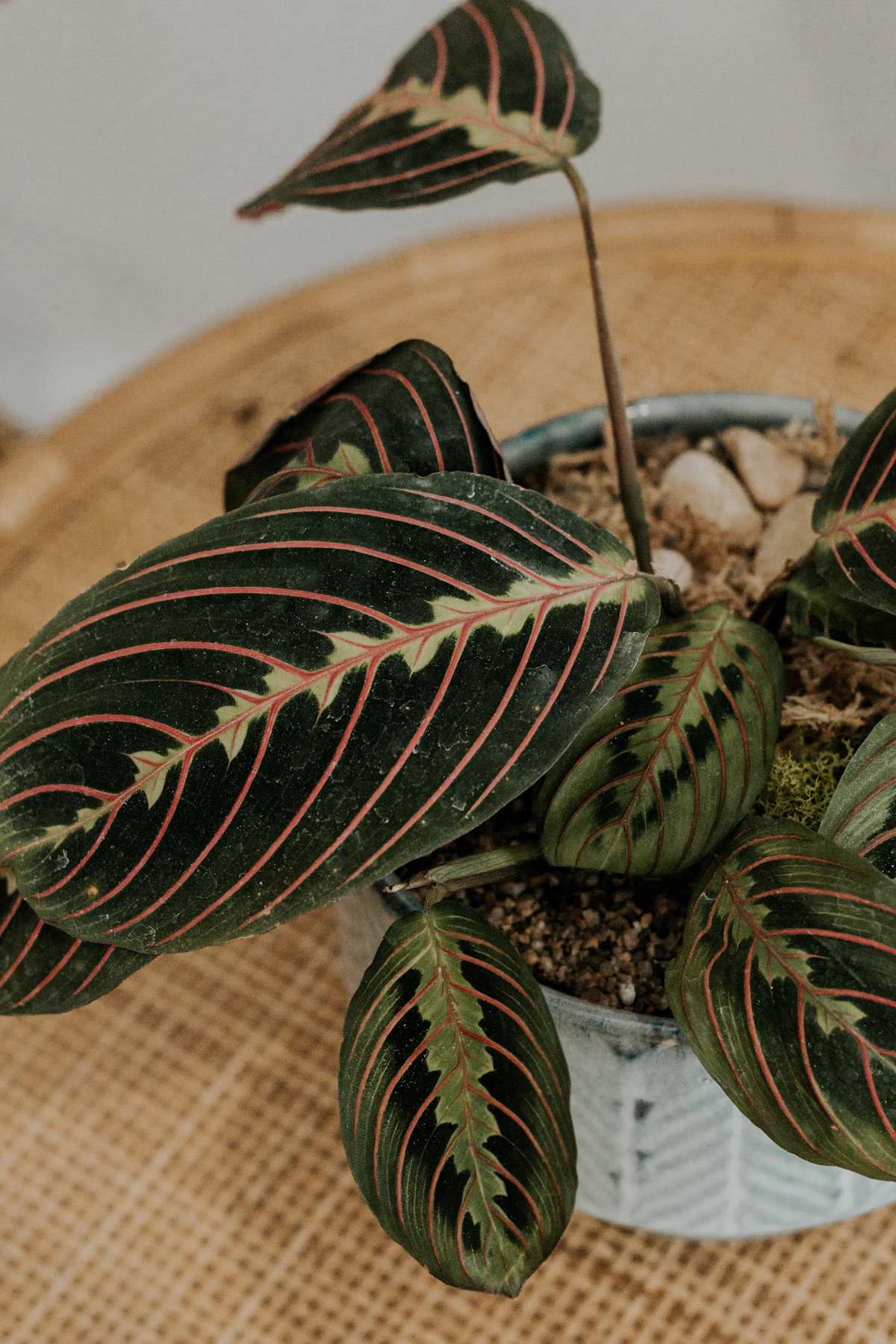 Calathea growing in a clay pot, the size and posture of a settled mid-genus plant