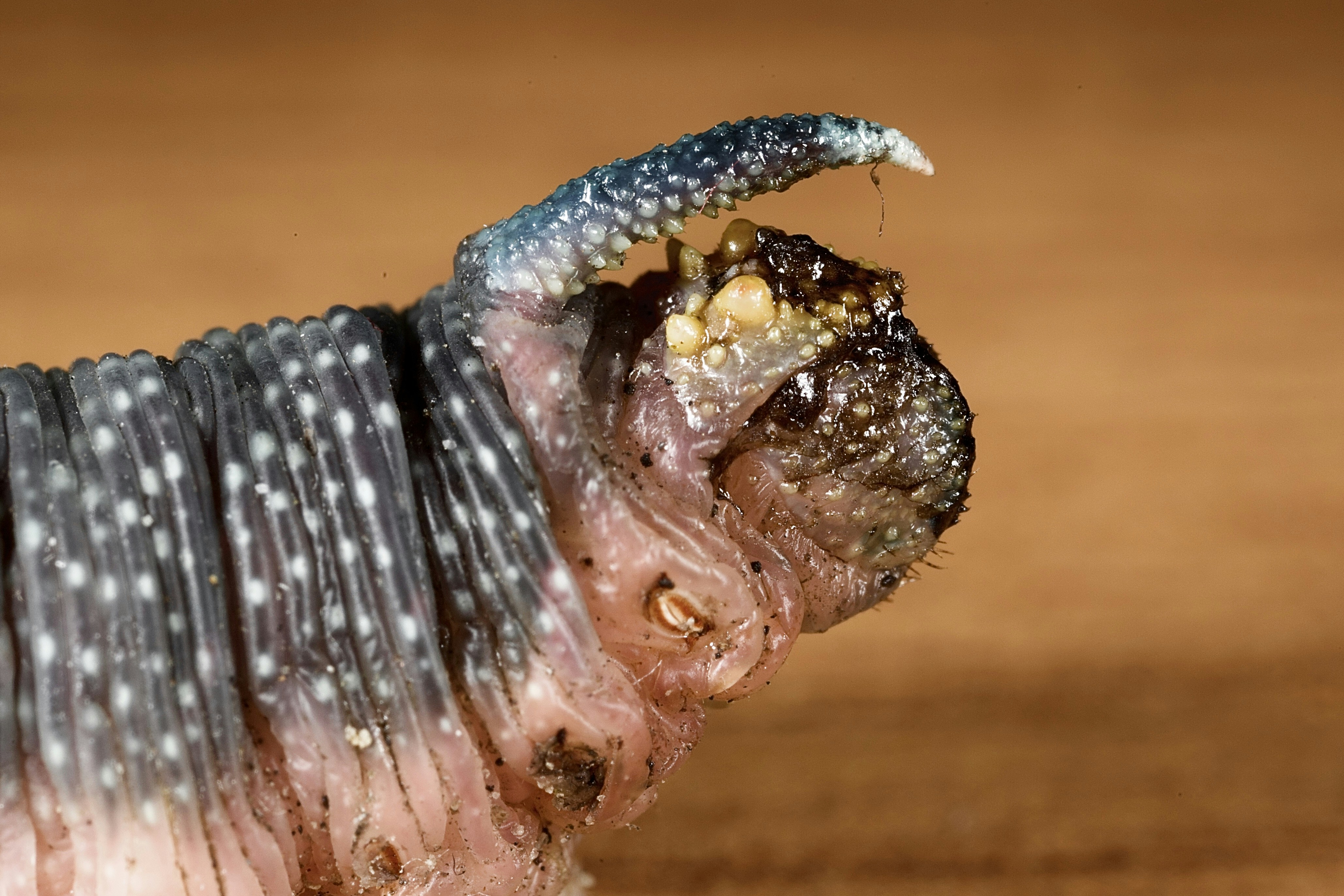 screwworm larvae animal wound