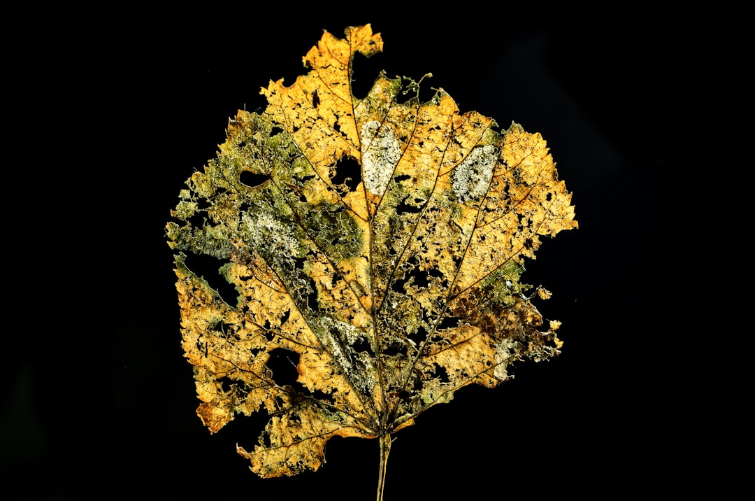 green and yellow maple leaf