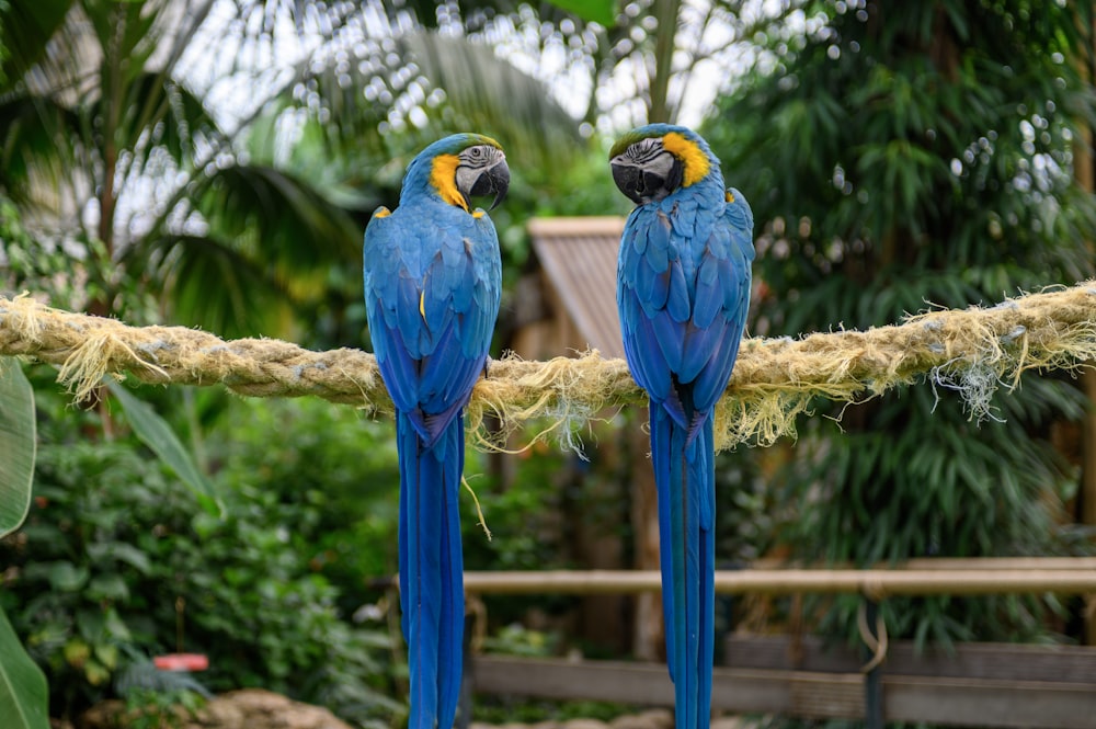 ara bleu, jaune et vert