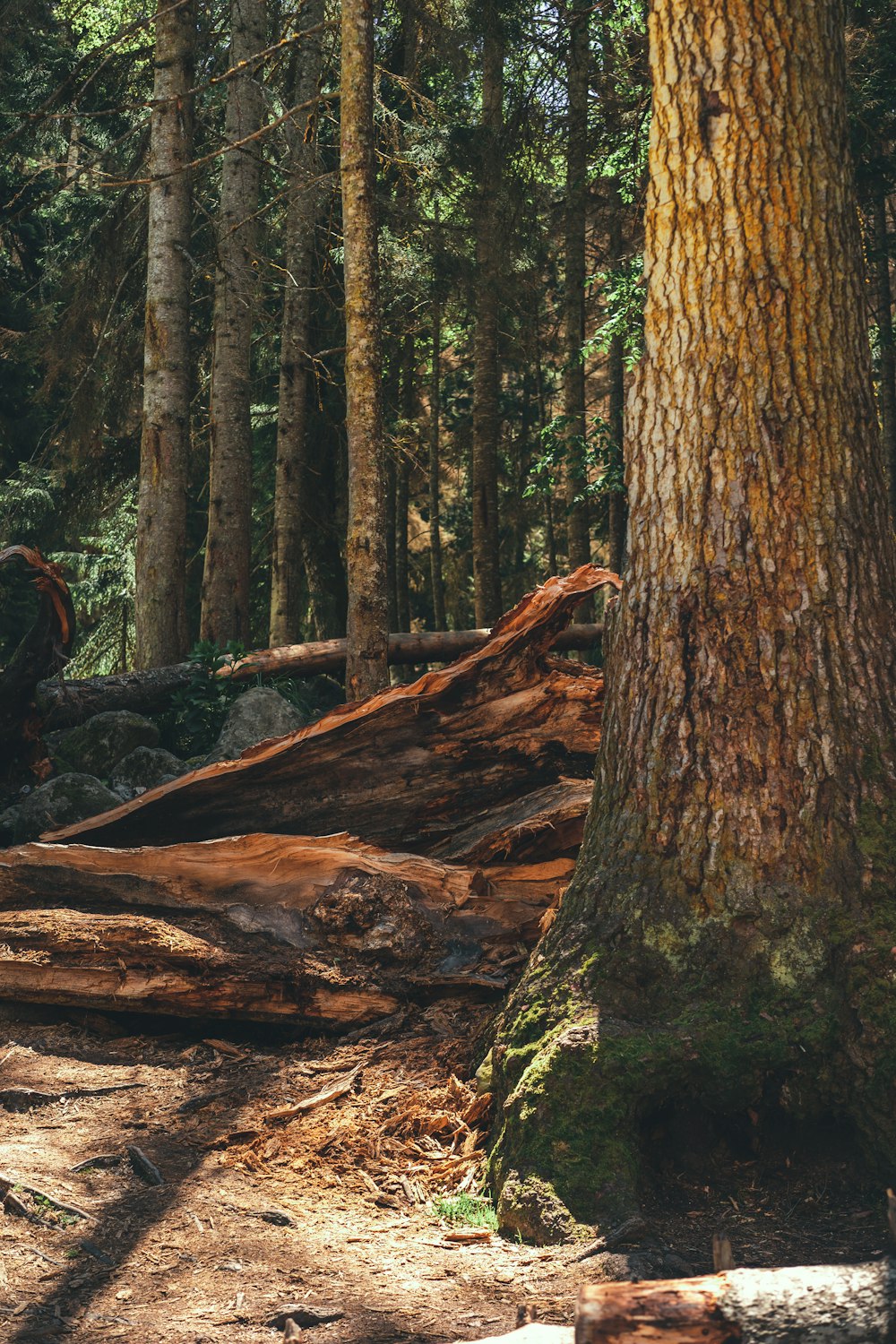 tronco marrom da árvore na floresta durante o dia