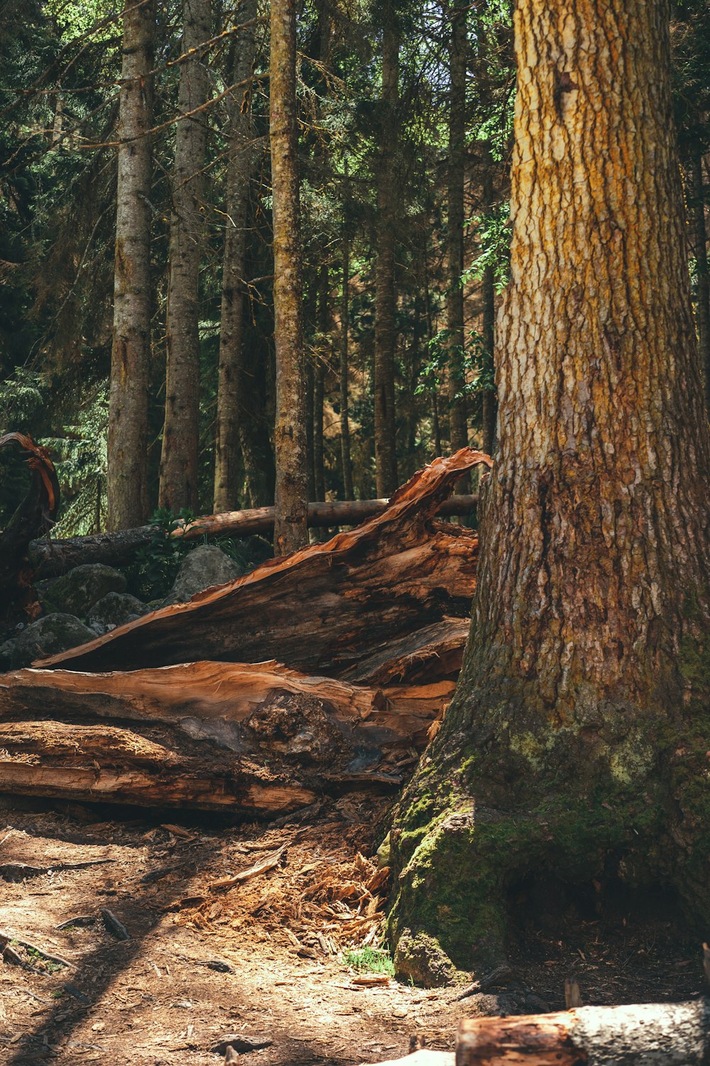 tronc d’arbre brun dans la forêt pendant la journée