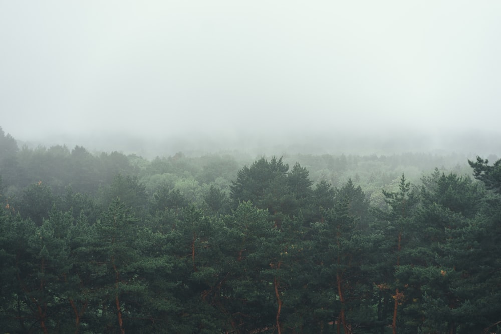 green trees under white sky during daytime