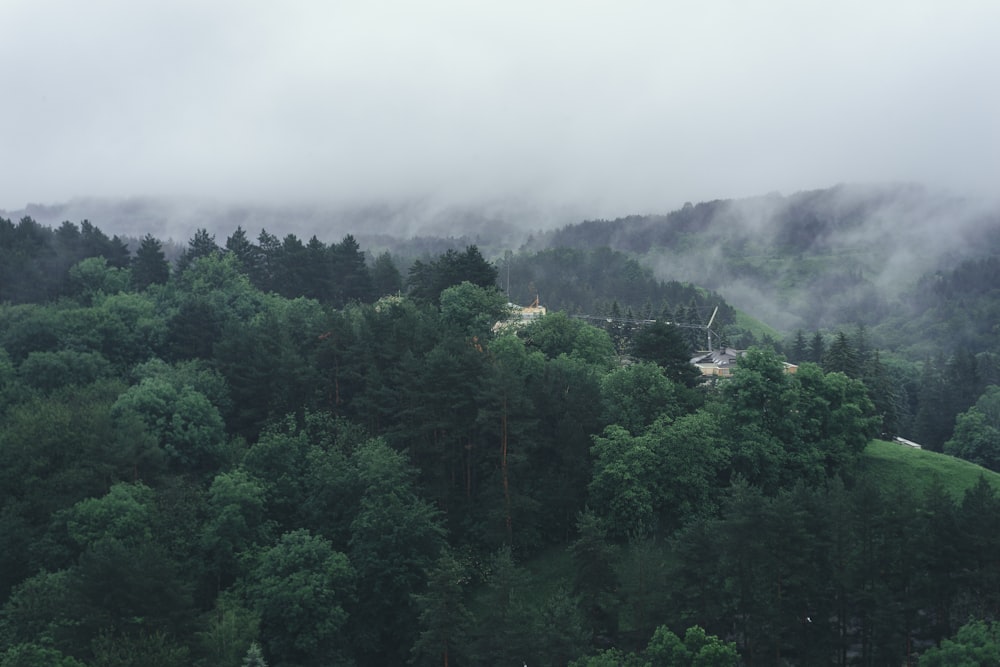 green trees on mountain during foggy day