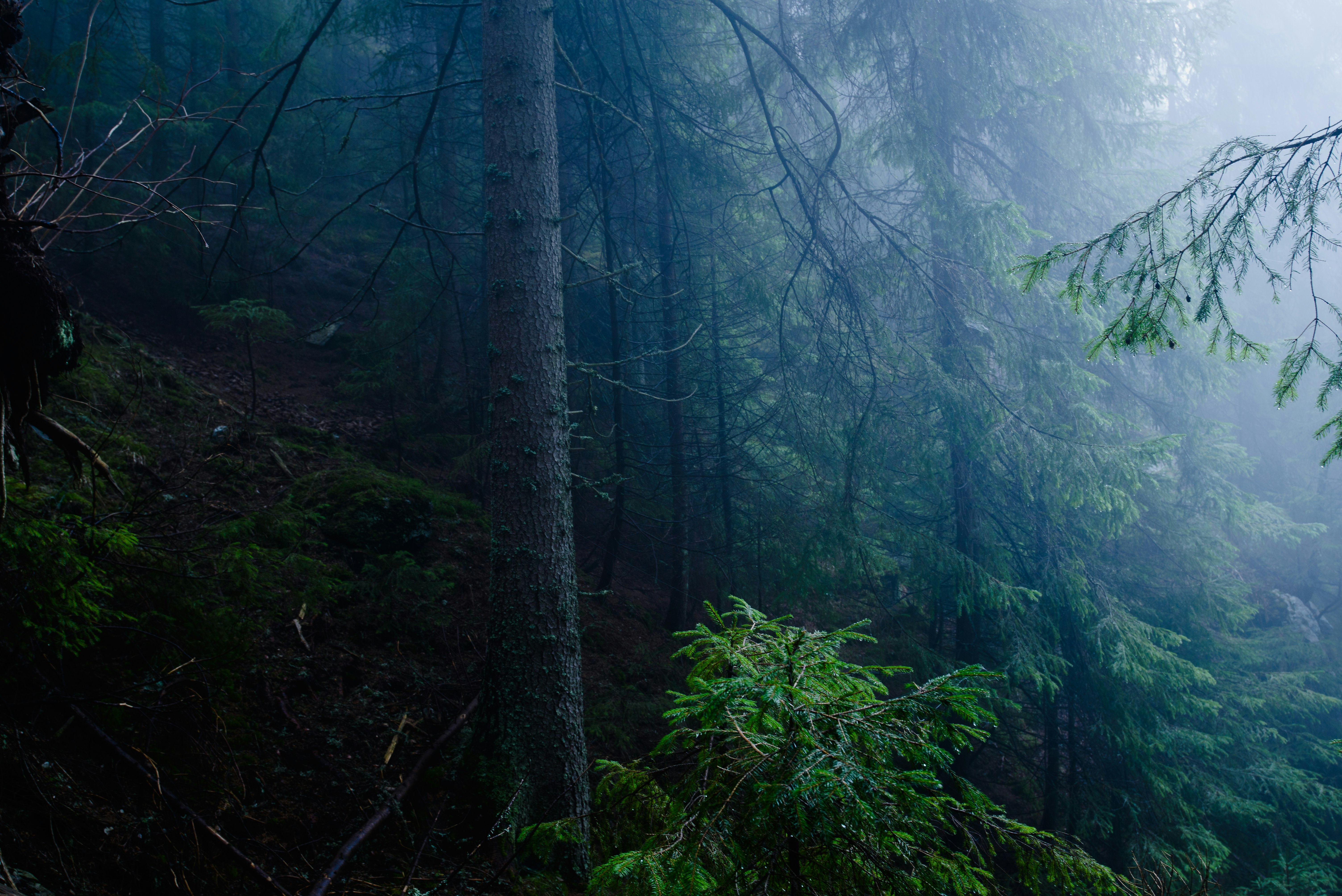 green trees covered with fog