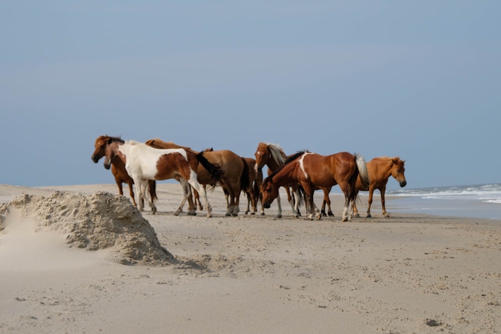 brown and white horses on white sand during daytime