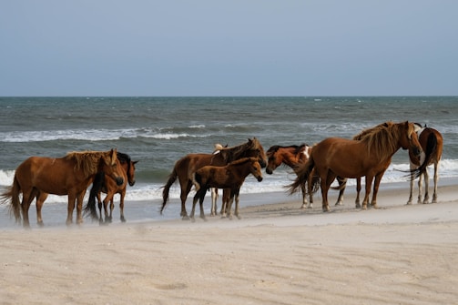 brown horses on white sand beach during daytime