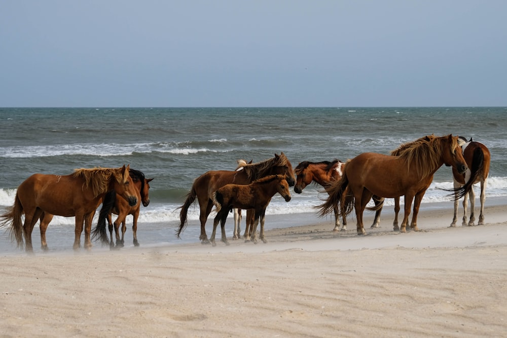 brown horses on white sand beach during daytime