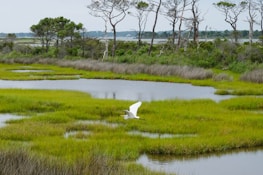 A serene wetland in Uganda with birds flying over clear water surrounded by greenery.