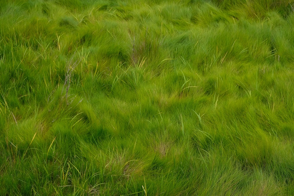 green grass field during daytime