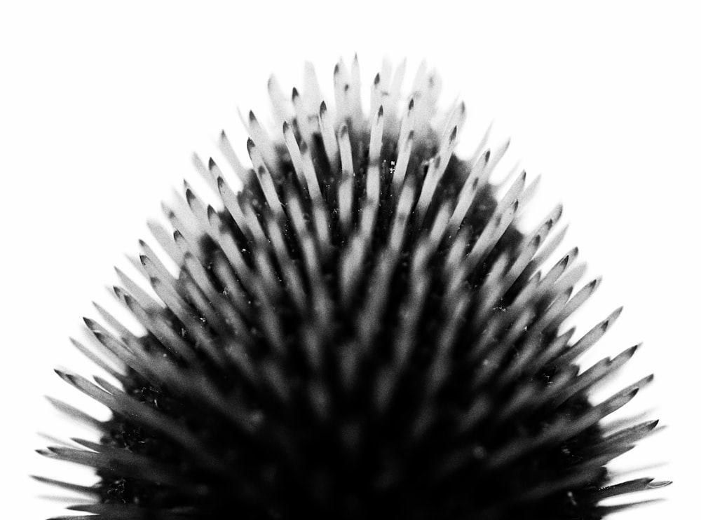 black and white hair brush