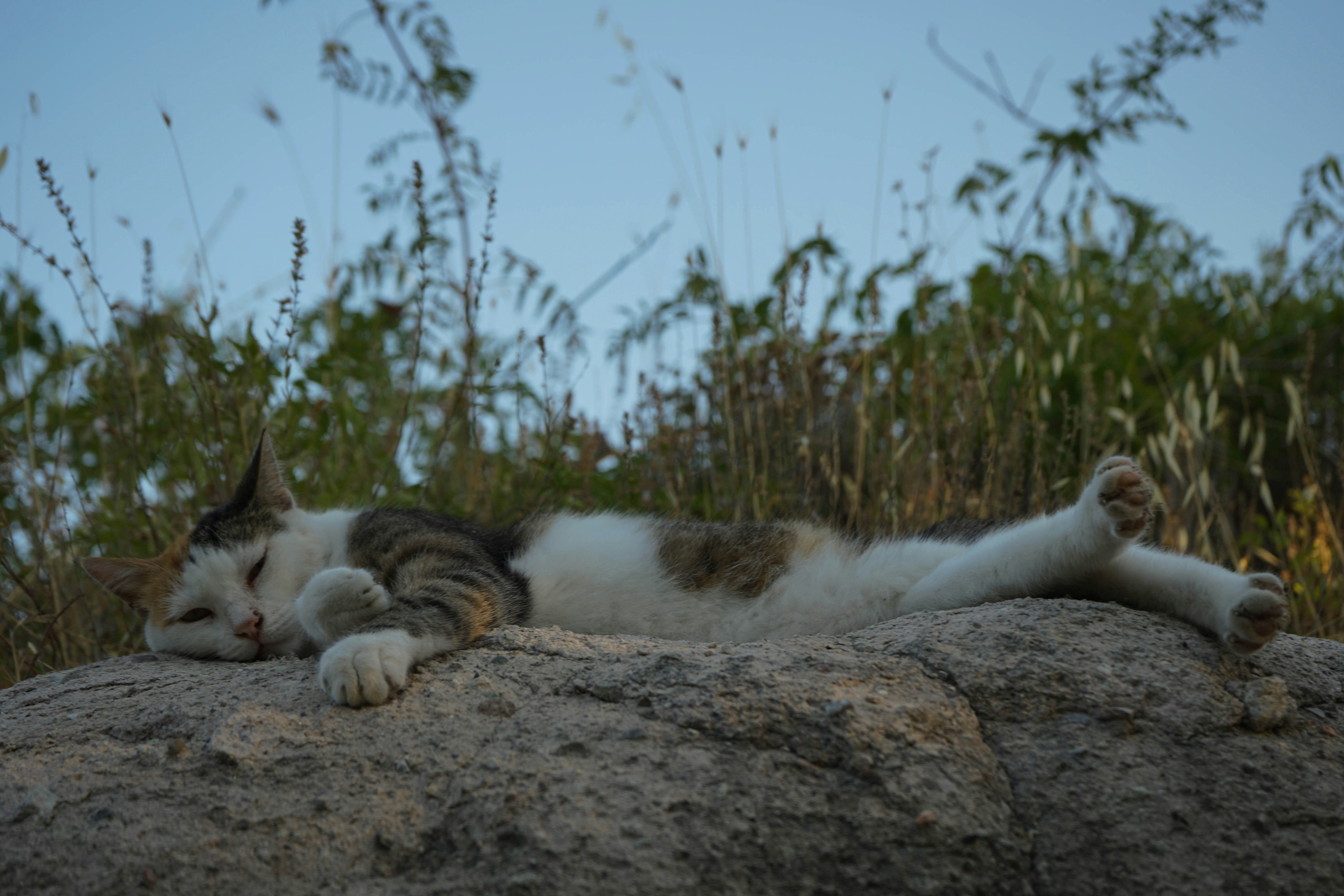 Photo by ignatkushanrev