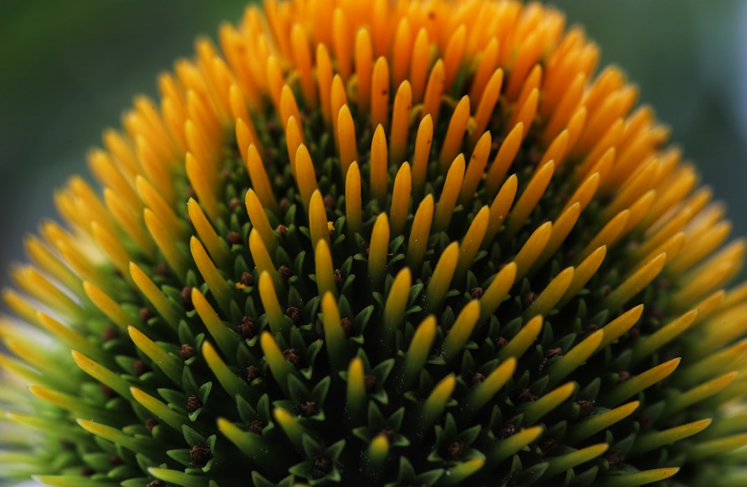 yellow and green flower in macro lens