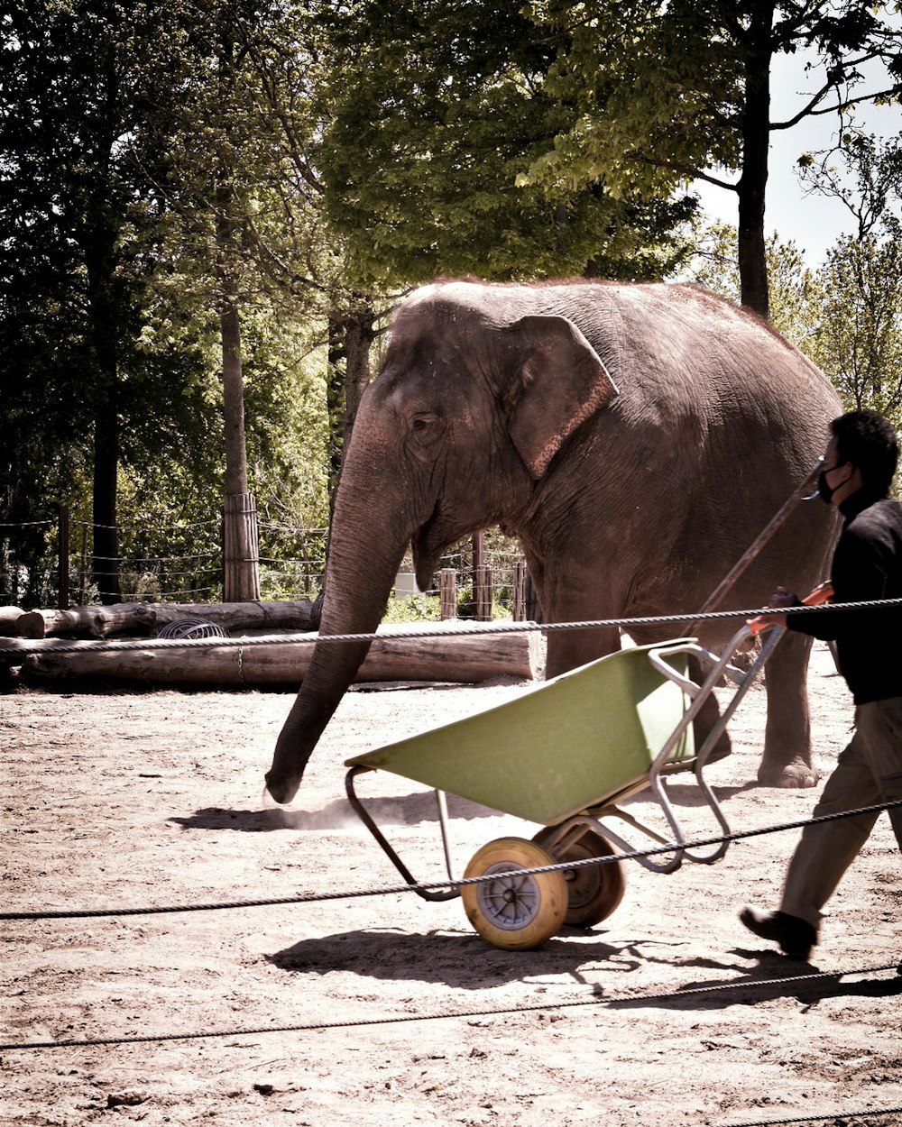 brown elephant walking on white sand during daytime