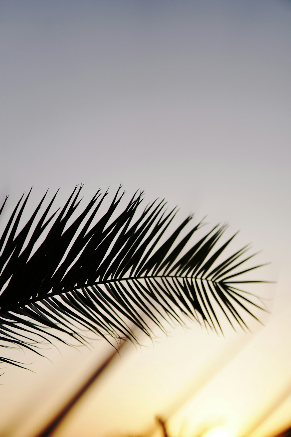 black and white leaf plant