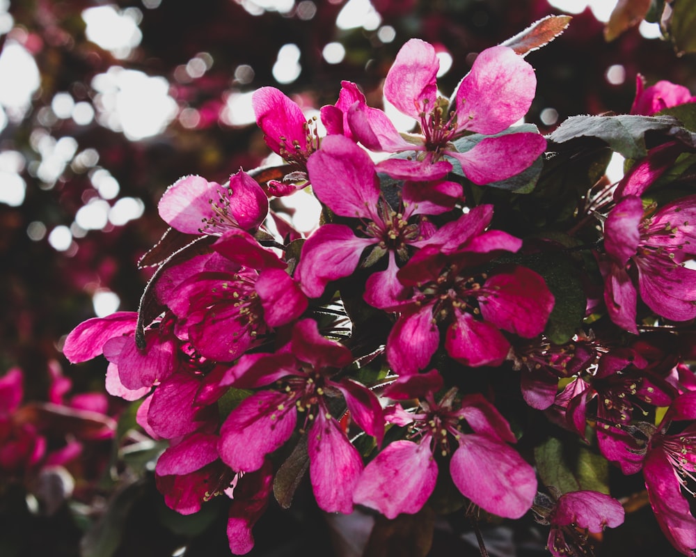 pink flowers in tilt shift lens