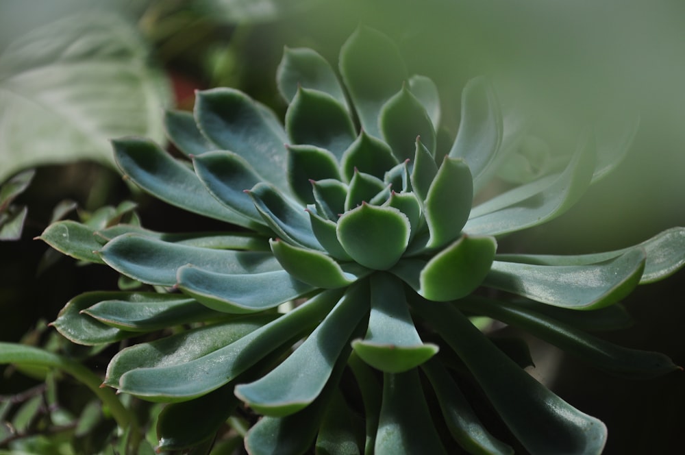 plante verte en gros plan photographie