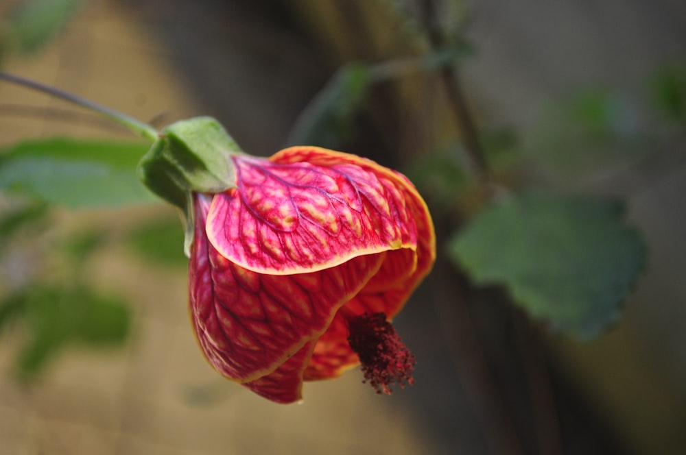 red flower in tilt shift lens