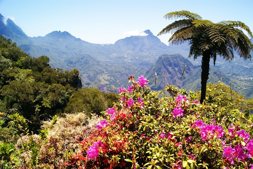 pink flowers near green trees and mountain during daytime