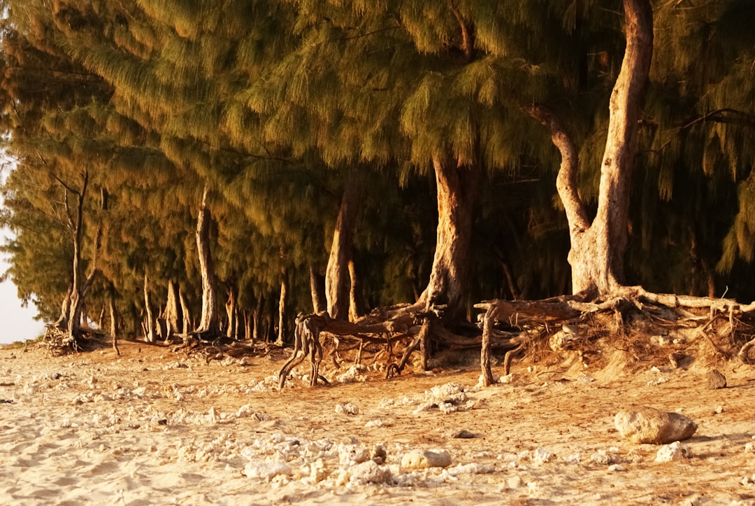 brown tree trunk on white sand during daytime