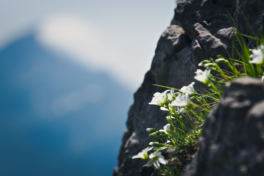 green plant on gray rock