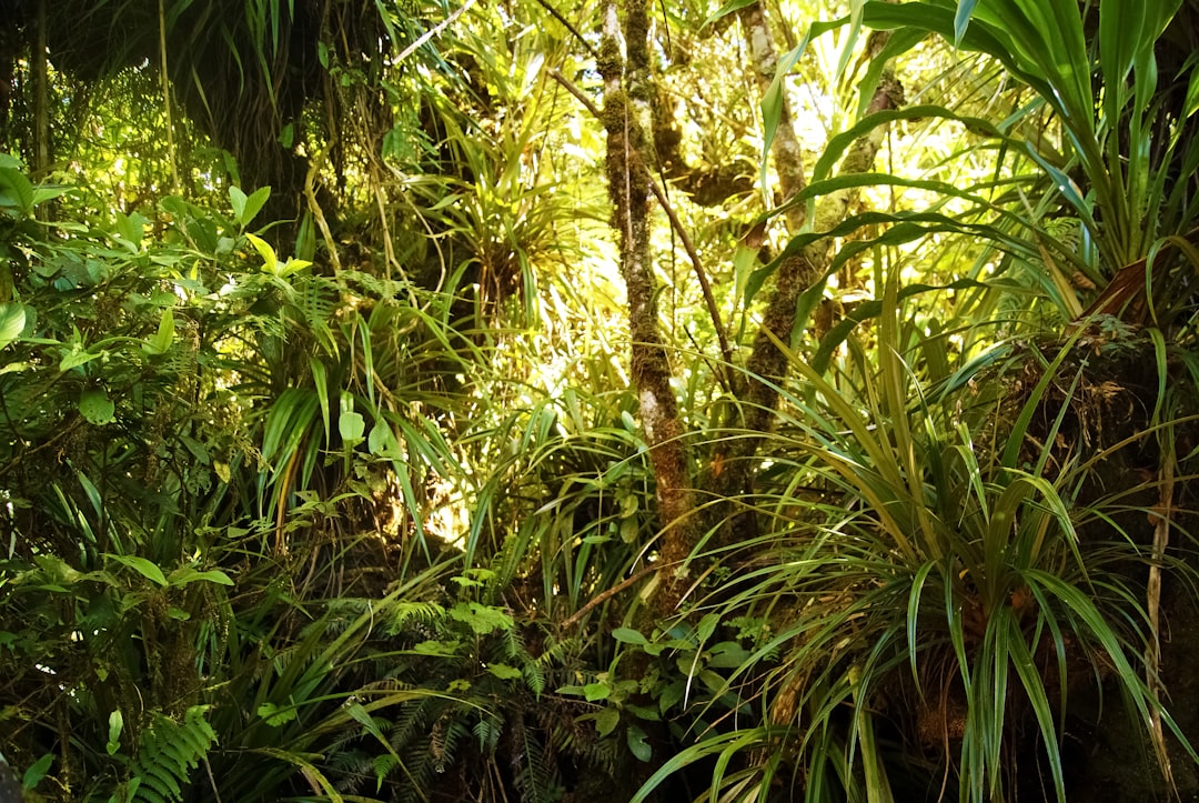 green bamboo plants during daytime